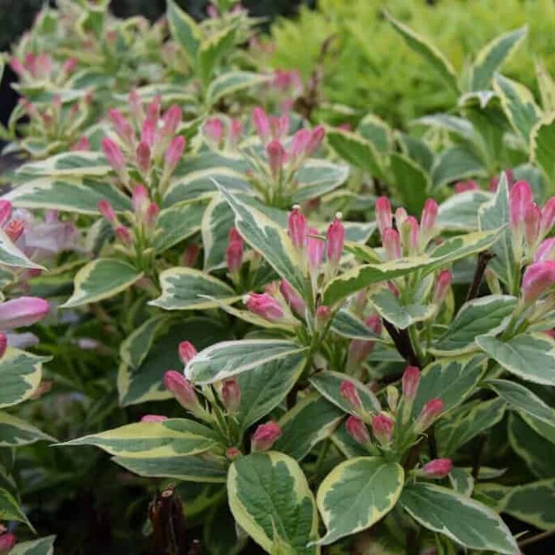 Weigela florida 'Variegata' 30-40 cm